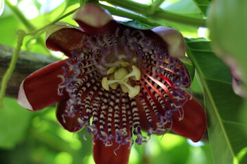 Passiflora alata - winged-stem passion flower
