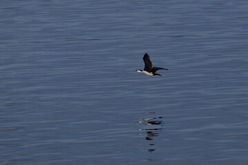 cormorant