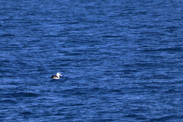 Naklejka premium wilsons promontory