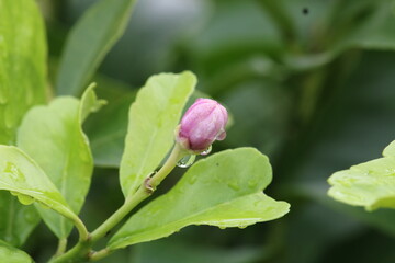 Lemon flower