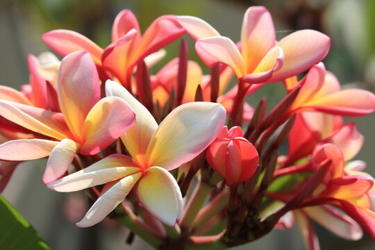 Plumeria rubra - jasmim manga - frangipani 
