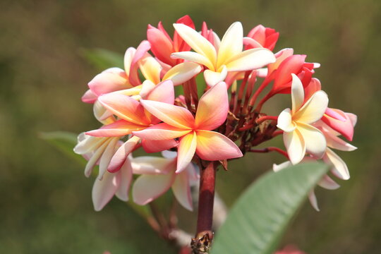 Plumeria rubra - jasmim manga - frangipani 