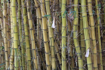 Bambusa vulgaris vittata - bamboo - Bambu imperial - bambu brasileiro