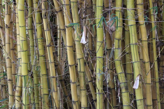 Bambusa vulgaris vittata - bamboo - Bambu imperial - bambu brasileiro