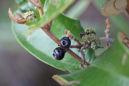 Miconia fallax - pixirica - canela de velho