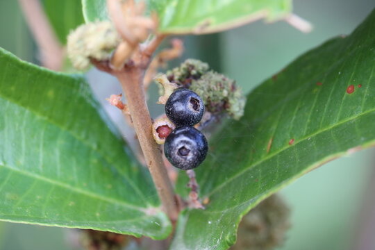 Miconia fallax - pixirica - canela de velho