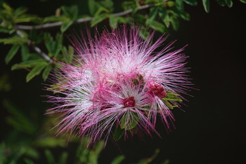 Calliandra brevipes - pink powderpuff