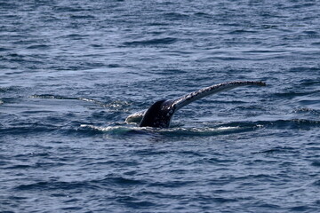 Fototapeta premium humpback whale