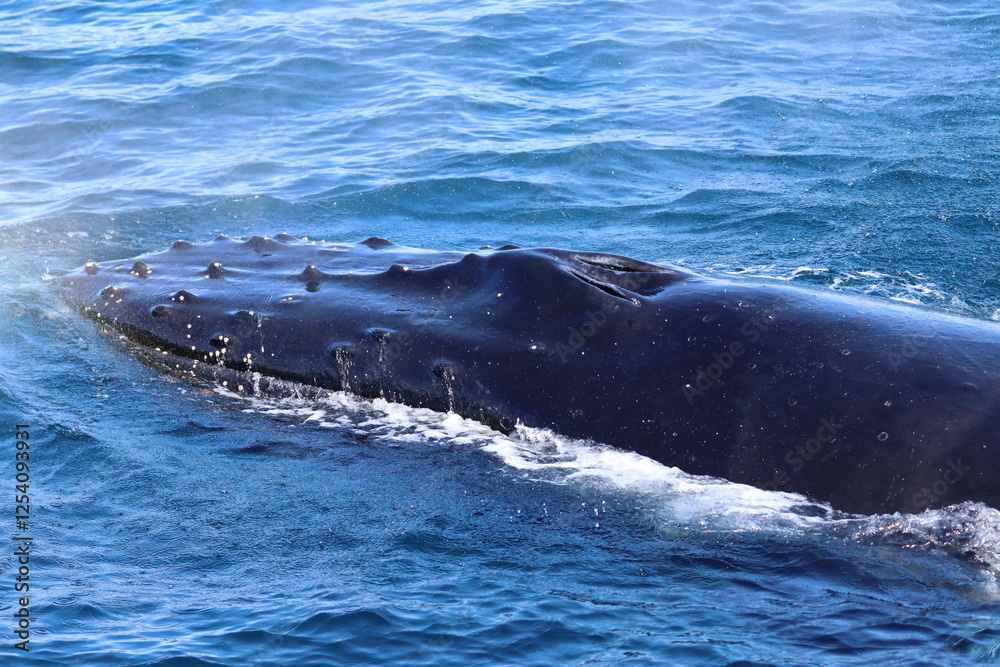 Poster humpback whale