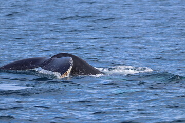 humpback whale