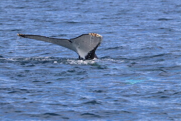 Obraz premium humpback whale