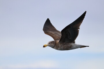 pacific gull