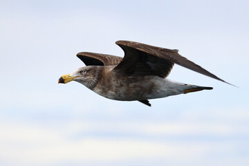 pacific gull