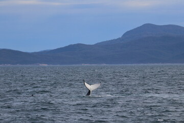 Naklejka premium humpback whale