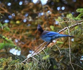Stellers Jay Perched on Limb
