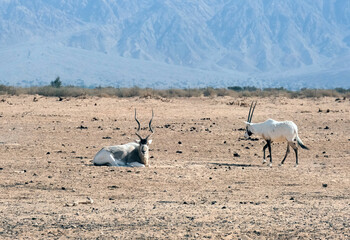 Addax (Addax nasomaculatus) and scimitar oryx (Oryx dammah) in the Yotvata Hai-Bar Nature Reserve