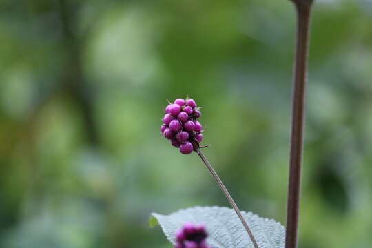 Lantana trifolia - milho de grilo