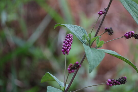 Lantana trifolia - milho de grilo