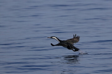 cormorant