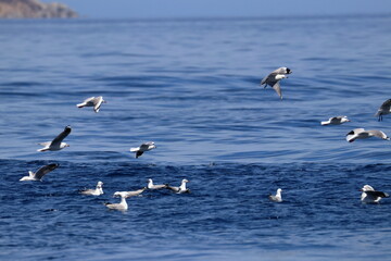 silver gull