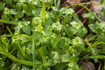 Fototapeta premium Theligonum cynocrambe is a low to short prostrate or occasionally erect, usually hairless annual herb