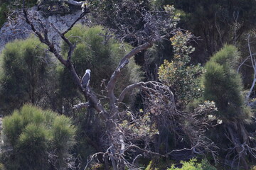 white bellied sea eagle
