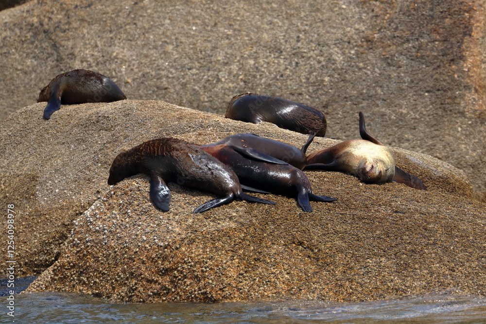 Wall mural fur seal