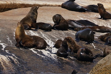 fur seal