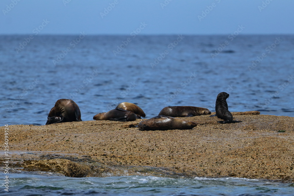 Poster fur seal