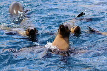 fur seal