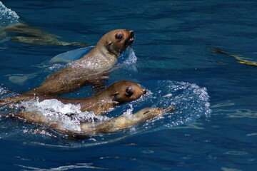 australian fur seal