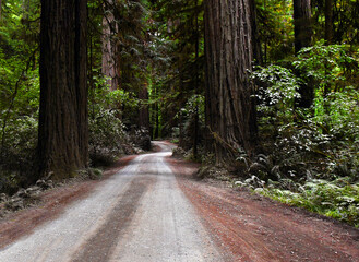 Fototapeta premium Driving Among the Giant Sequoias