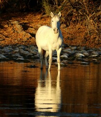 Wild Horse at Sunset