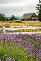 Lavender field, rustic barn, farm, summer, overcast, rural, scenic, agriculture, postcard