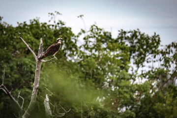 Osprey perched in a tree