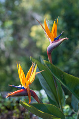 Bird of paradise flower of Madeira Island, Portugal