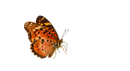 Naklejka premium butterfly on white background