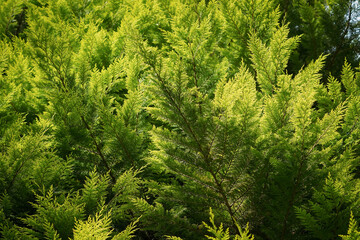 Close up of bright Thuja (Thuja standishii) tree with warm sunlight and dark shadows, North Rhine-Westphalia, Germany
