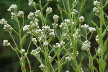 Green Everlasting, Pseudognaphalium Californicum, an elegant native gynomonoecious perennial displaying closed ovate glabrous floral buds during Spring in the Santa Monica Mountains.