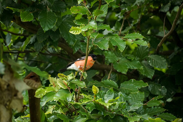 Single Eurasian bullfinch (Pyrrhula pyrrhula) with red chest sitting on a green leaf tree branch,...