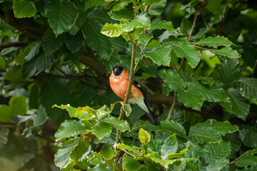 Eurasian bullfinch (Pyrrhula pyrrhula) with red chest between bright green leafs looking to your...