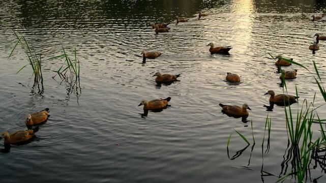 red ducks ruddy shelduck, in the city park. water, pond, nature in the city. close up. ducks flock, Wild duck ogar swims in the water 

