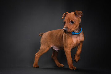 A red-haired Zwerg Pinscher puppy stands on a black background.