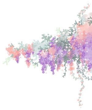 wisteria flower/ 등나무 꽃 /藤の花