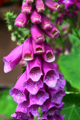 Oregron Grown Foxglove © Bonita