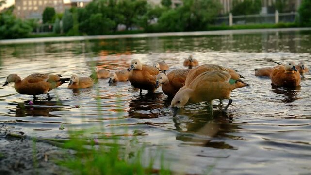 flock of Ogar, red ducks, in the city park. park with pond and ducks, red shelducks. feeding ducks. city park at sunset. Tadorna ferruginea, swimming, family of ducks bird has a orange-brown plumage
