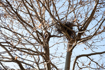 A bird s nest carefully woven between the branches of a bare tree, set against a bright sky. 