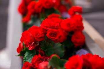 red roses in a garden