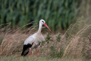 a stork walking through the high gras