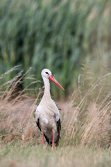 a stork walking through the high gras